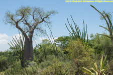 spiny forest