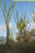 spiny forest