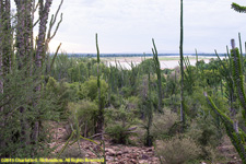 spiny forest and river