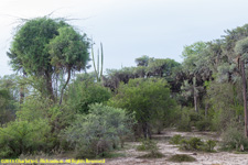 spiny forest