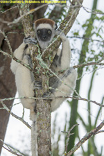 sifaka