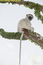 sifaka in cactus tree