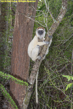 sifaka