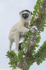 baby sifaka