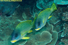 sweetlips