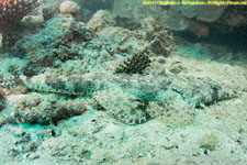 crocodile fish