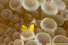 clownfish in anemone