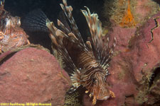 lionfish