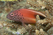 hawkfish