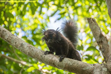 male black lemur