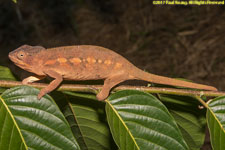 female chameleon