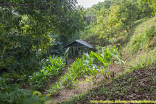 ylang-ylang processing still