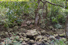 rocks and forest