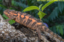 female chameleon