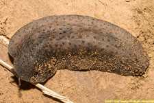 slug