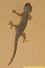 gecko