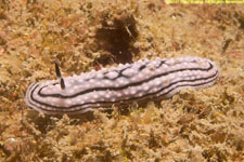 nudibranch