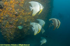 wreck and batfish