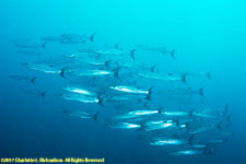 barracudas