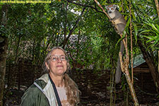 Charlotte with crowned lemur