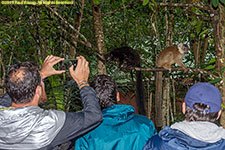 tourists with black lemurs