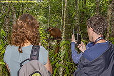 tourists with brown lemur