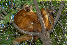 female lemurs