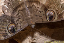 butterfly closeup