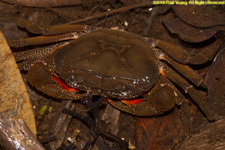 land crab
