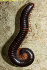 black and red millipede