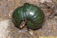 green short millipede
