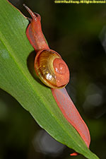 red snail