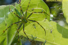 spider and spiderlings