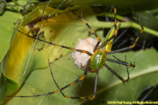 spider and eggs