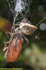 spider and prey