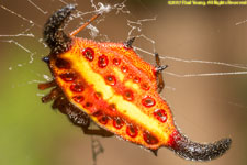 thorn spider