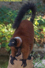 red-ruffed lemur