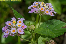 lantana