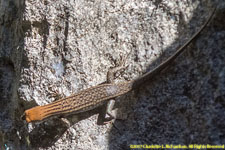 skink