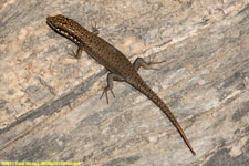 skink