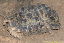 tortoise