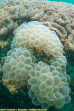 bubble anemone
