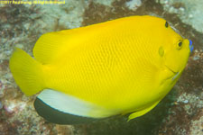 angelfish