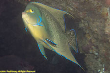 angelfish