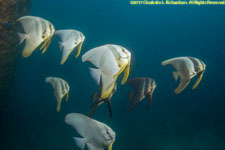 batfish