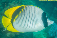 butterflyfish