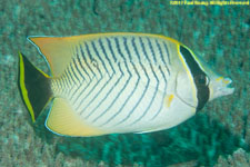 butterflyfish