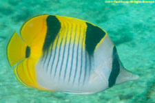 butterflyfish