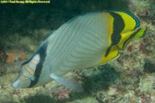 butterflyfish