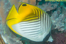 butterflyfish